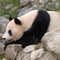 Tiergarten Panda Vienna Zoo Vienna