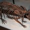 Field Museum Giant-beaver-fieldmuseum Field Museum in Chicago, United States