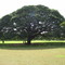 Moanalua Gardens, Honolulu