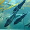 Seattle Aquarium, Seattle Seattle Aquarium, Seattle