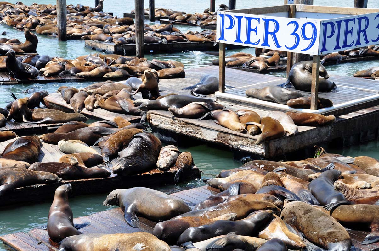 Pier 39 in San Francisco, United States Pier 39 in San Francisco, United States
