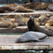 Pier 39  in San Francisco, United States