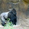Dallas Zoo, Dallas