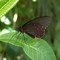 Butterfly Pavilion, Denver