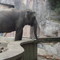 Audubon Zoo, New Orleans