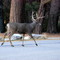 Yosemite National Park