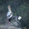 Keoladeo National Park in India