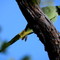 Keoladeo National Park in India