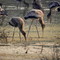 Keoladeo National Park in India