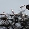 Keoladeo National Park in India