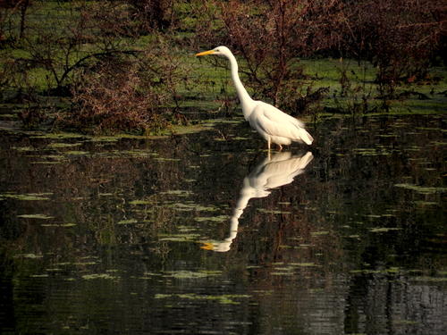Keoladeo National Park in India