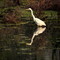 Keoladeo National Park in India