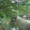 Philosopher's Walk, Kyoto