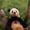 Beijing Zoo, Beijing