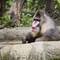 Singapore Zoo, Singapore