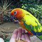 Discovery Cove, Orlando
