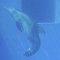 Clearwater Marine Aquarium