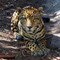 Belize Zoo, Belize City