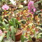 Lankester Botanical Gardens