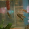 Fish Spa