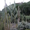 Jardín Botánico Canario Viera y Clavijo Jard%C3%ADn Bot%C3%A1nico Canario%2C Jard%C3%ADn de Cactus y Suculentas Botanical Garden of the Canaries