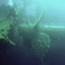 Wreck of the Zenobia, Larnaca