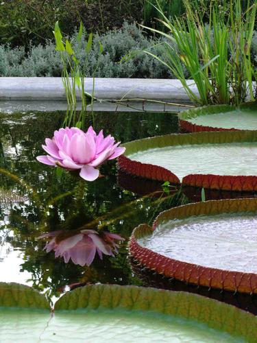 Hortus Botanicus, Amsterdam