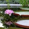Hortus Botanicus, Amsterdam