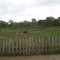 Dublin Zoo, Dublin